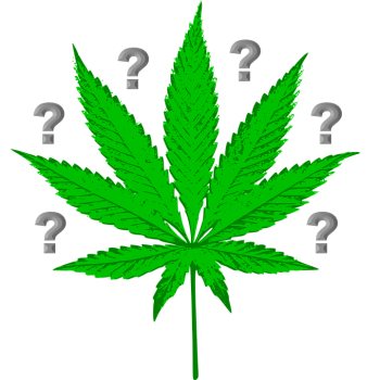 Marijuana Questions